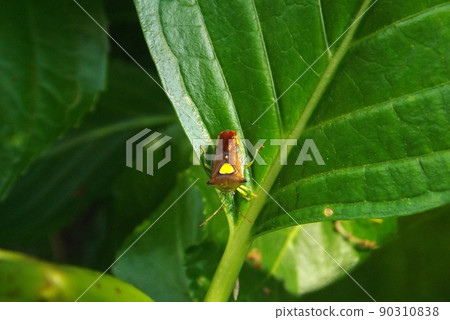 Esakimon fox bug on the leaf Esakimon fox bug on the leaf 90310838