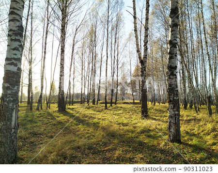A beautiful landscape in an autumn birch grove. Birch in the sunlight. Autumn forest. Trees. Plants A beautiful landscape in an autumn birch grove. Birch in the sunlight. Autumn forest. Trees. Plants 90311023