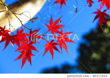 Landscape of blue sky and red autumn leaves 1 Landscape of blue sky and red autumn leaves 1 90311054