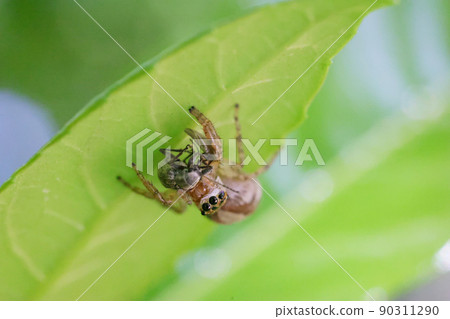 Jumping spider companion who catches prey and does not let go Jumping spider companion who catches prey and does not let go 90311290