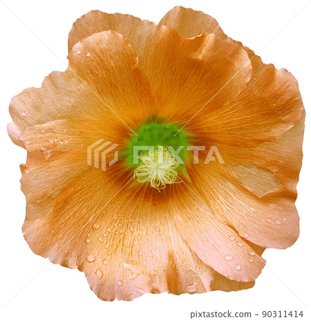 Orange  flower on a white isolated background with clipping path.  On the petals with raindrops. For design.  Closeup.  Nature. 90311414