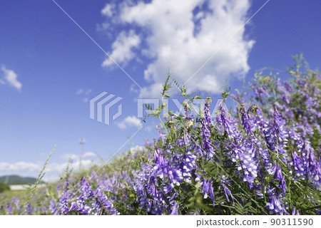 路邊盛開的紫薇和藍天 90311590