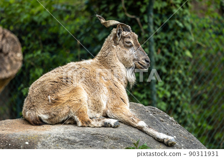 Turkmenian markhor, Capra falconeri heptneri stand on rocks Turkmenian markhor, Capra falconeri heptneri stand on rocks 90311931