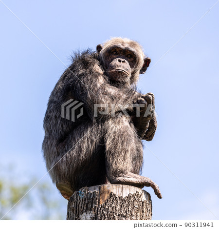 Common Chimpanzee, Pan troglodytes, popular great ape from African forests and woodlands Common Chimpanzee, Pan troglodytes, popular great ape from African forests and woodlands 90311941