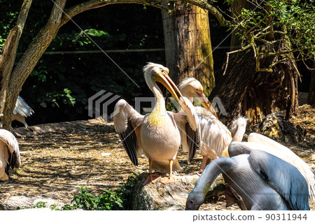 Great White Pelican, Pelecanus onocrotalus in a park Great White Pelican, Pelecanus onocrotalus in a park 90311944