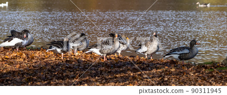 The greylag goose, Anser anser is a species of large goose The greylag goose, Anser anser is a species of large goose 90311945