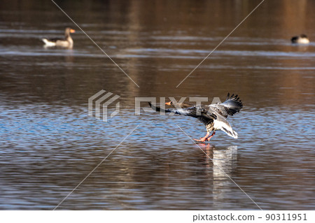 The flying greylag goose, Anser anser is a species of large goose 90311951