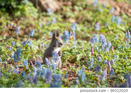 Corydalis vulgaris, Ezoris 在刺槐花園裡 90312020