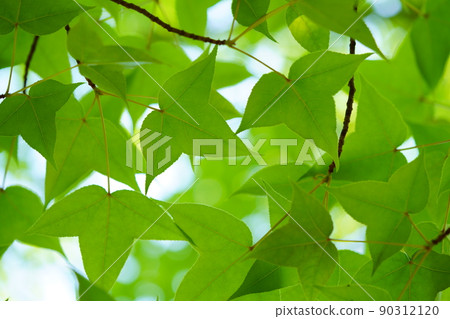 Young fu leaf Young fu leaf 90312120