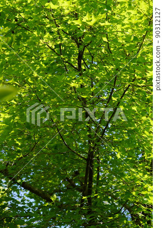 Fuu Forest with beautiful fresh green Fuu Forest with beautiful fresh green 90312127