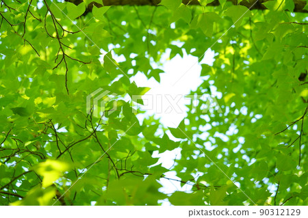 新鮮的綠色 Fuu 森林背景材料 90312129