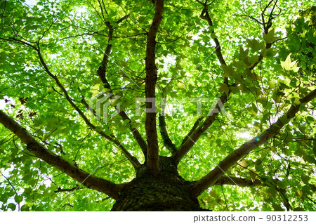 仰望鮮綠風的大樹 90312253