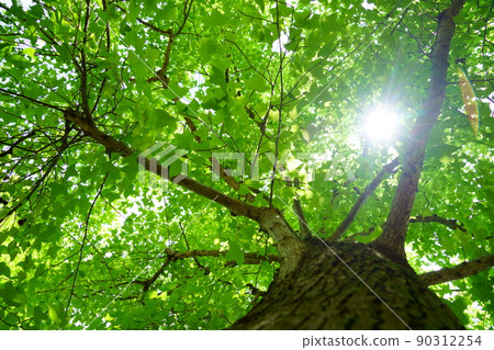 仰望鮮綠風的大樹 90312254