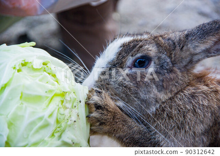 Okunojima兔子 90312642