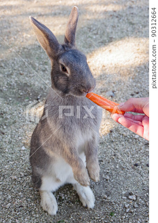 Okunojima兔子 90312664