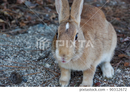 Okunojima rabbit 90312672