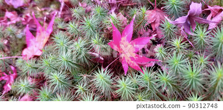 Autumn in Japan Polytrichum commune Autumn leaves 90312748
