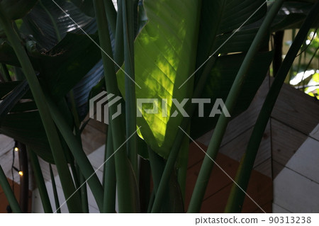 The green leaves that bloom in early summer are good for the eyes 90313238