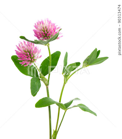 Clover flowers on a stem with green leaves, isolated on white background. Two red clover flowers. 90313474