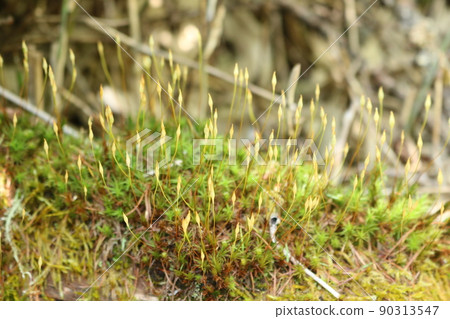 苔 90313547