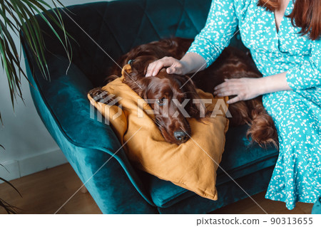Happy Irish setter dog sleeping resting on blue sofa near grey wall 90313655