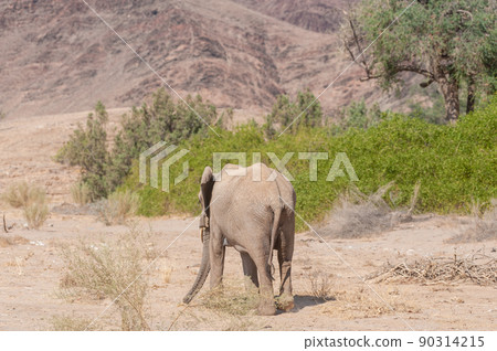 Desert Elephant in Namibia Desert Elephant in Namibia 90314215