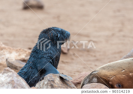 Seal colony at the Skeleton Coast Seal colony at the Skeleton Coast 90314219