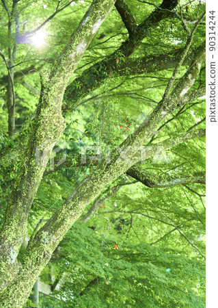 Fresh green Fresh green 90314244