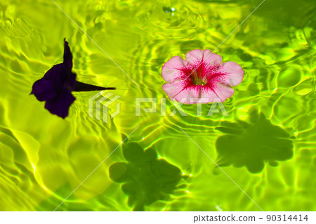 Petunias and beautiful shadows floating in the pool Petunias and beautiful shadows floating in the pool 90314414