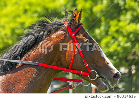 Portrait of a horse. 90314639