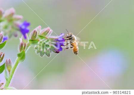 一隻蜜蜂 一隻蜜蜂 90314821