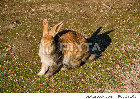 Rabbit sleeping with the sunset Rabbit sleeping with the sunset 90315103