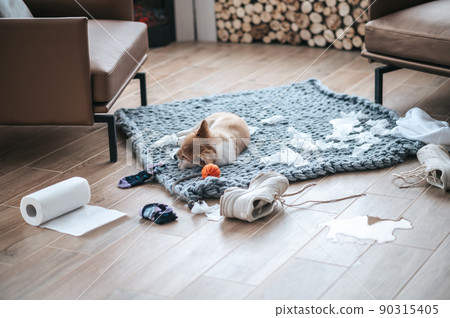 Little puppy making mess in the room 90315405