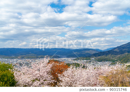 從京都春天將軍塚看盛開的櫻花 90315746