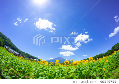 富士山夏季向日葵田 90315753