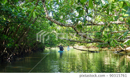 Iriomote Island Mangrove SUP 90315761