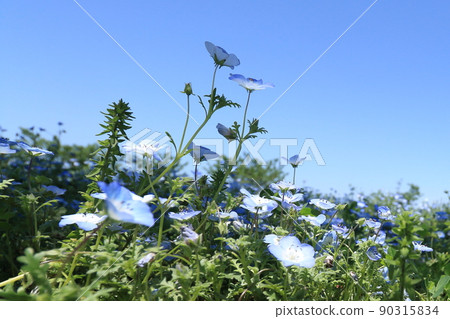美麗的nemophila 美麗的nemophila 90315834
