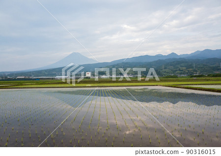 [Tokaido Shinkansen] Paddy fields and Shinkansen at dusk 90316015