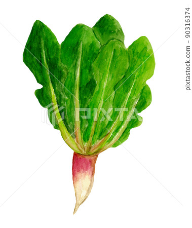 Yamagata Akane spinach hand-painted watercolor illustration Yamagata Akane spinach hand-painted watercolor illustration 90316374