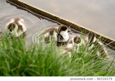 Cute ducklings of Ruddy shelduck (Tadorna ferruginea duck) hide in grass on lake shore, close up 90316579