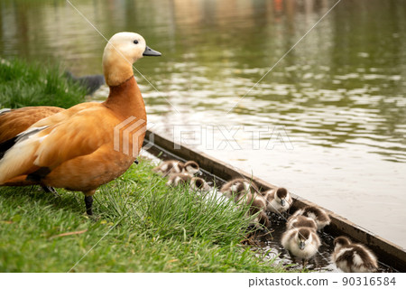 Ruddy shelduck (Tadorna ferruginea duck) with ducklings, close up 90316584