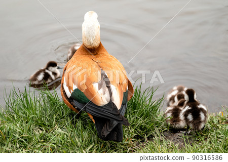 Ruddy shelduck (Tadorna ferruginea duck) with ducklings, close up 90316586
