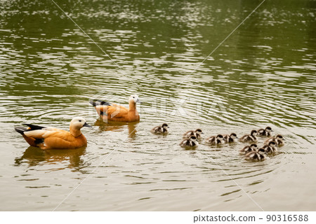 Ruddy shelduck with ducklings swim in pond, close up 90316588