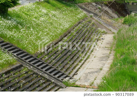 Shasta daisy flowers in full bloom on the bank Shasta daisy flowers in full bloom on the bank 90317089