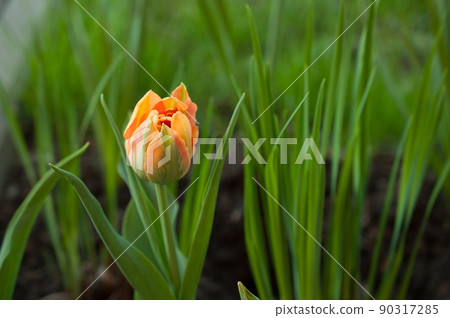 A blooming orange tulip bud in the garden. A blooming orange tulip bud in the garden. 90317285