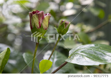 Beautiful Hibiscus flower bud on the tree with bokeh background Beautiful Hibiscus flower bud on the tree with bokeh background 90317773