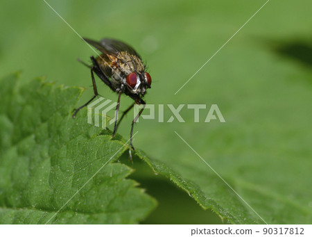 A close-up view of a fly sitting on a tree leaf A close-up view of a fly sitting on a tree leaf 90317812