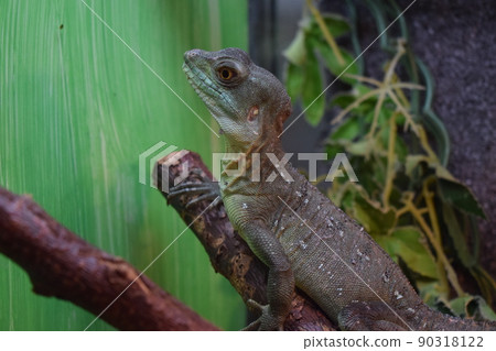 Plumed Basilisk. Adult green basilisk, double crested basilisk. Jesus Christ lizard. Plumed Basilisk. Adult green basilisk, double crested basilisk. Jesus Christ lizard. 90318122