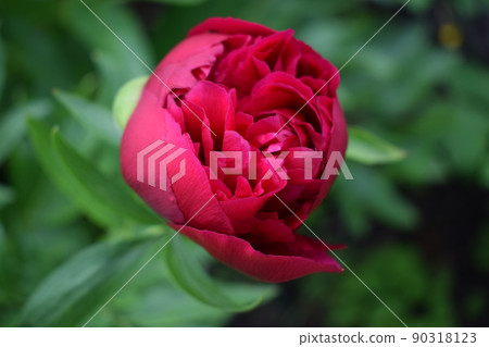 Purple peony flowers as a summer floral concept 90318123