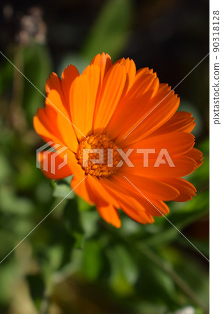 Yellow-orange calendula flower among green leaves. 90318128
